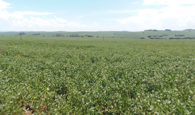 Plantação de soja no interior do Paraná